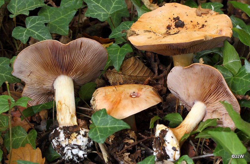 Cortinarius fulvoincarnatus